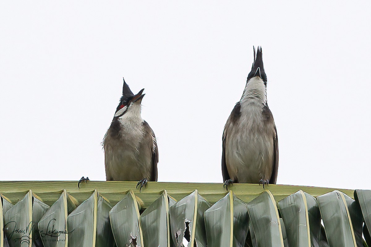 Red-whiskered Bulbul - ML646105636