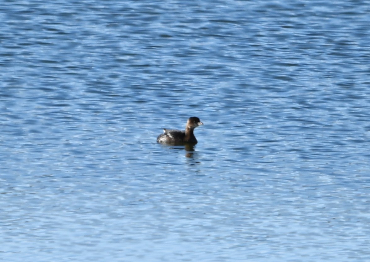 Pied-billed Grebe - ML646105637