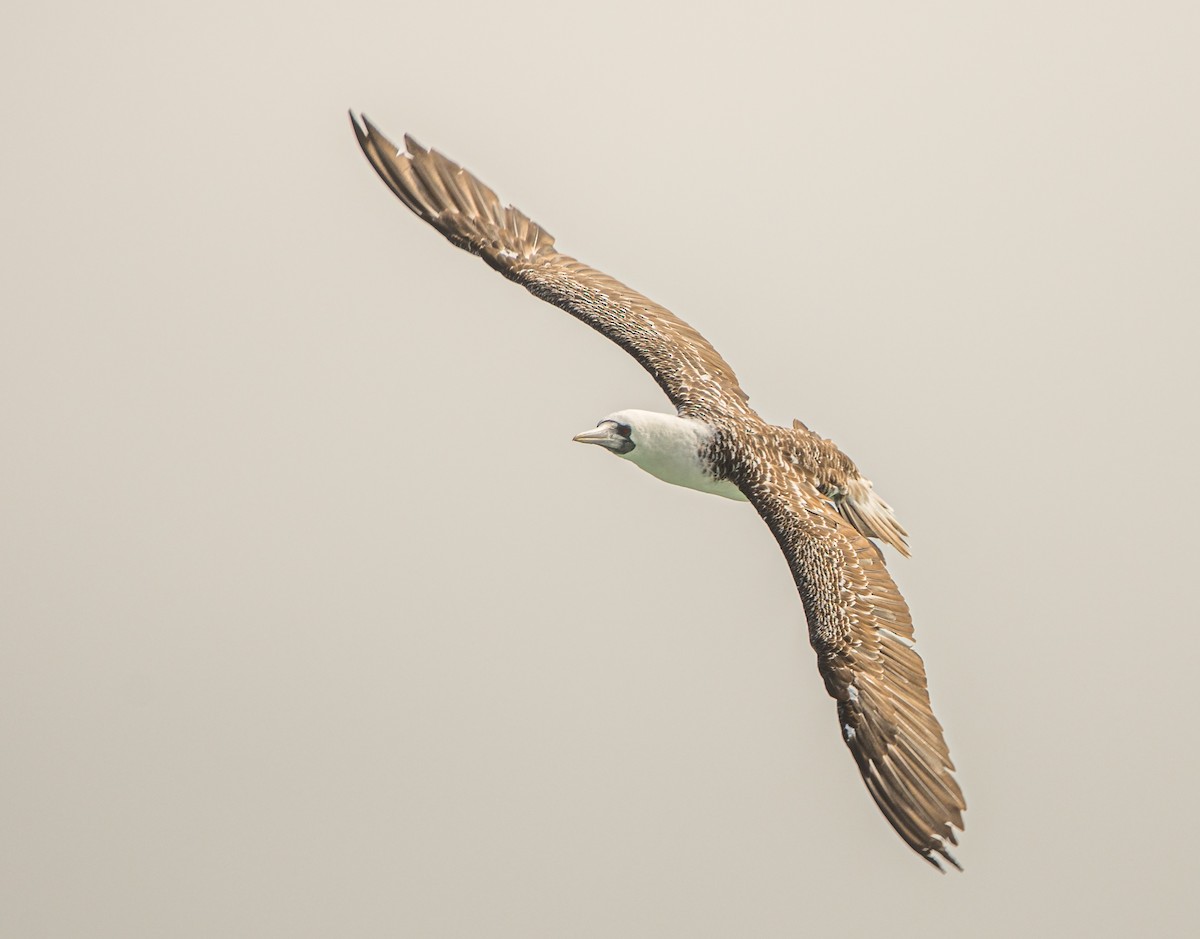 Peruvian Booby - ML646105638