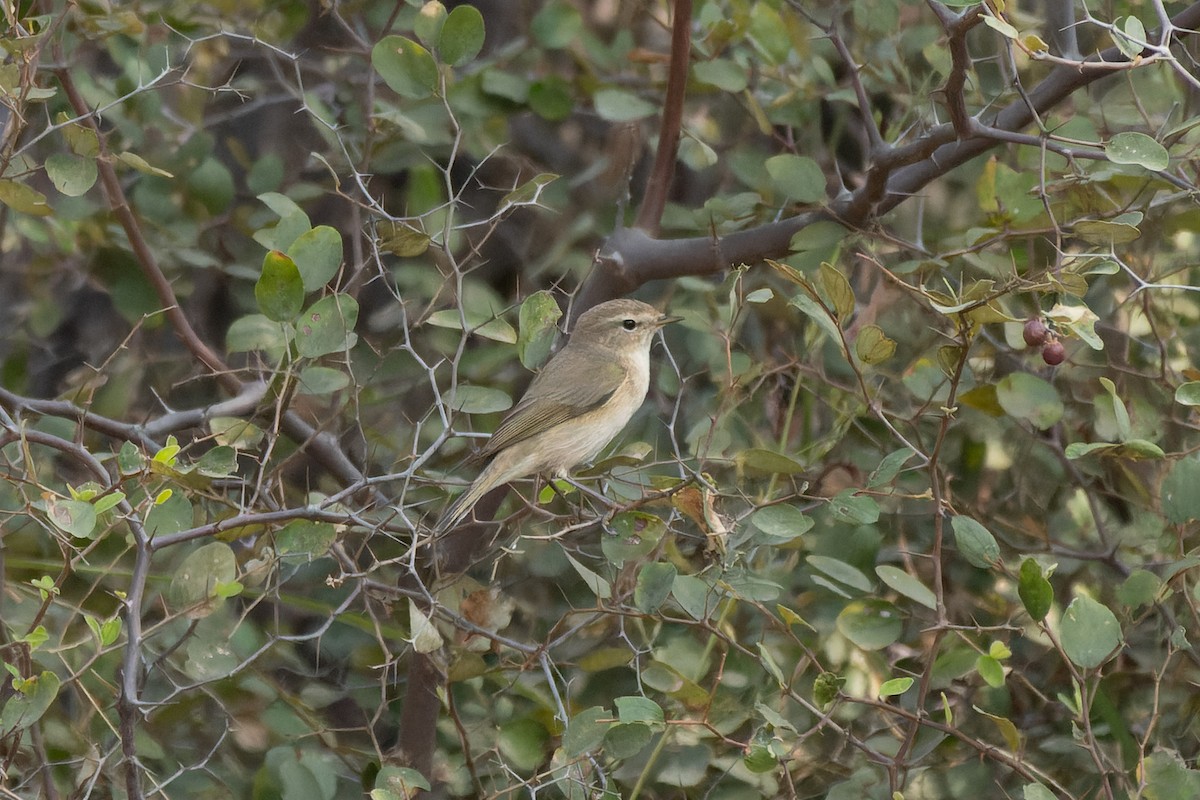 Common Chiffchaff - ML646105639