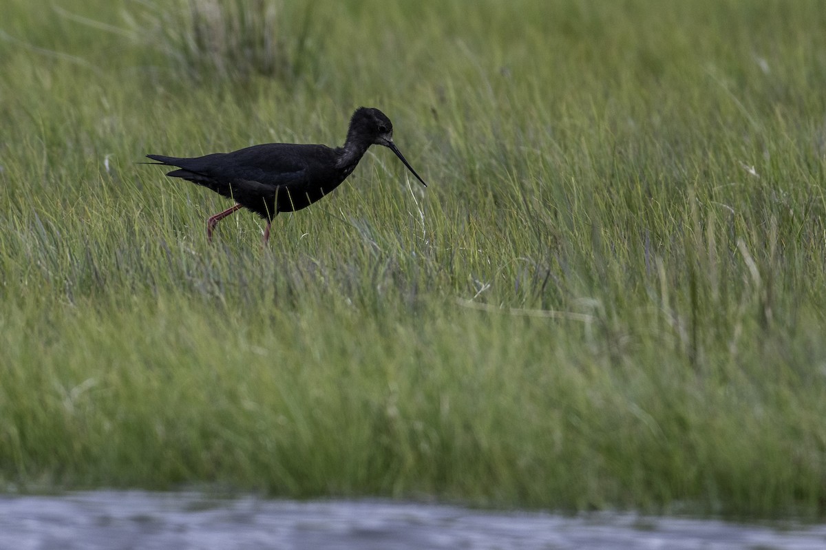 Black Stilt - ML646105664