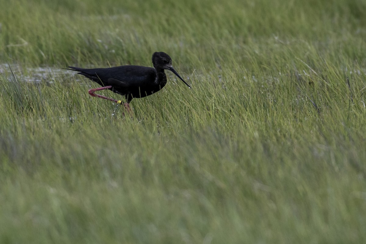 Black Stilt - ML646105666