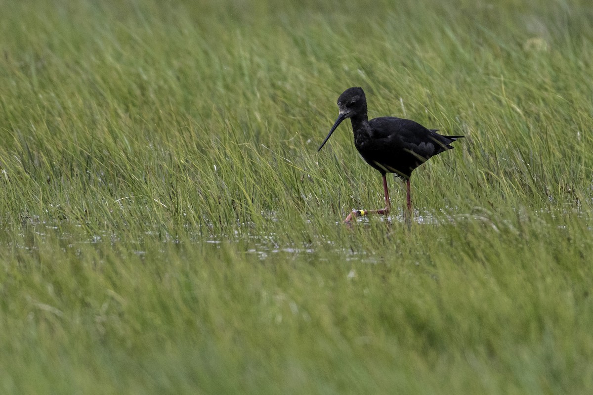 Black Stilt - ML646105669