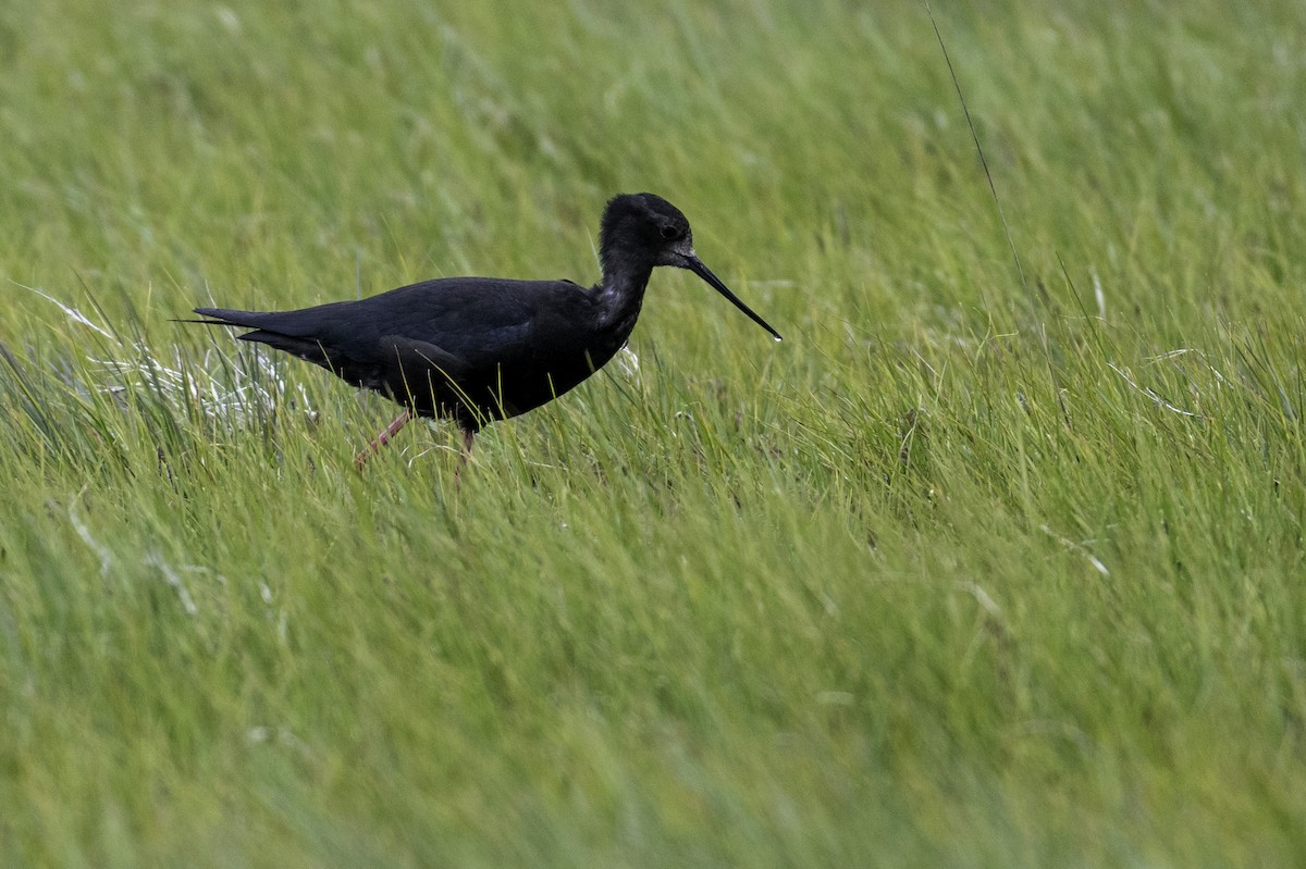 Black Stilt - ML646105671