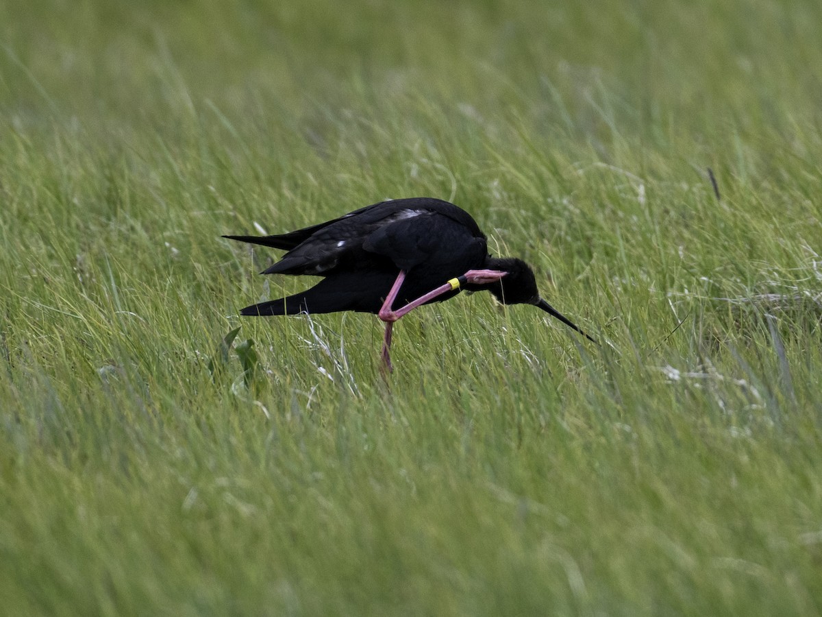 Black Stilt - ML646105672