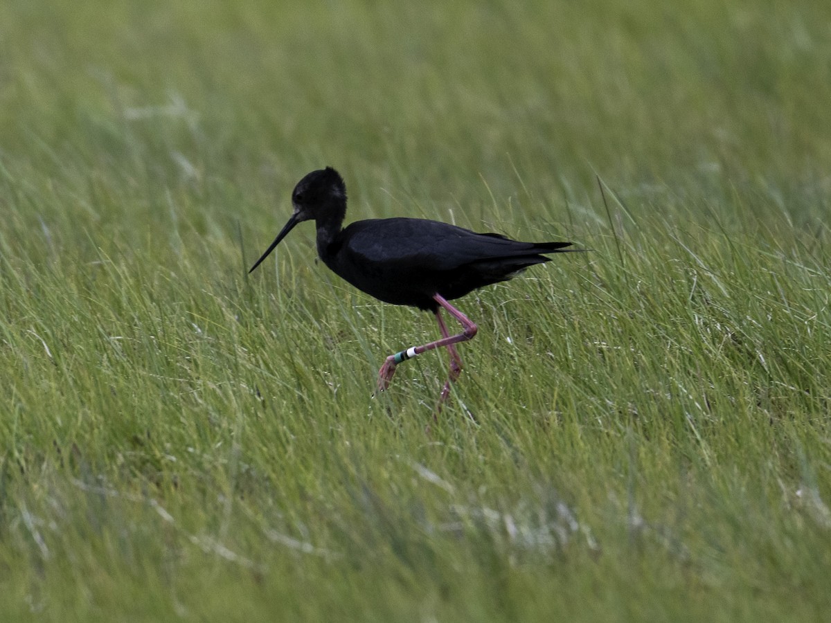 Black Stilt - ML646105674
