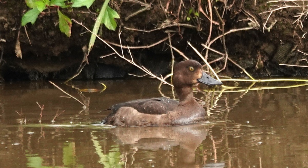 Tufted Duck - ML646105676
