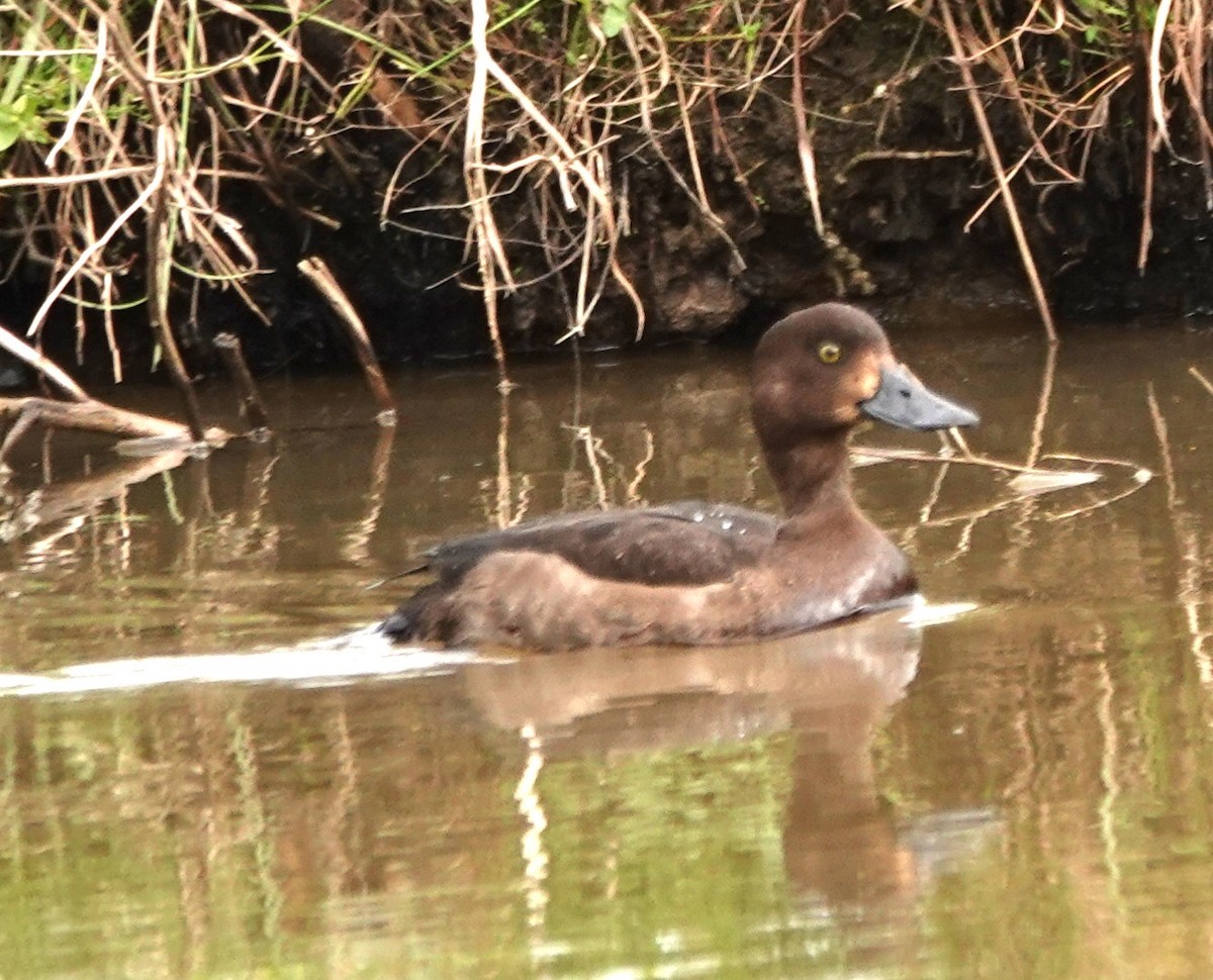 Tufted Duck - ML646105677