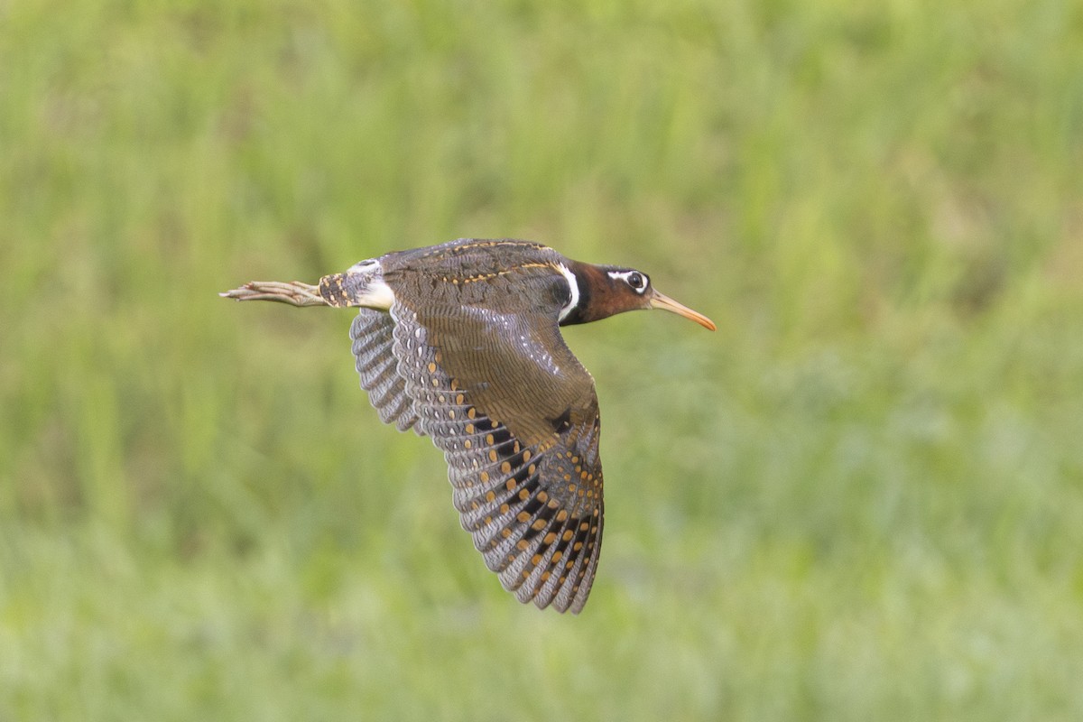 Greater Painted-Snipe - ML646105679