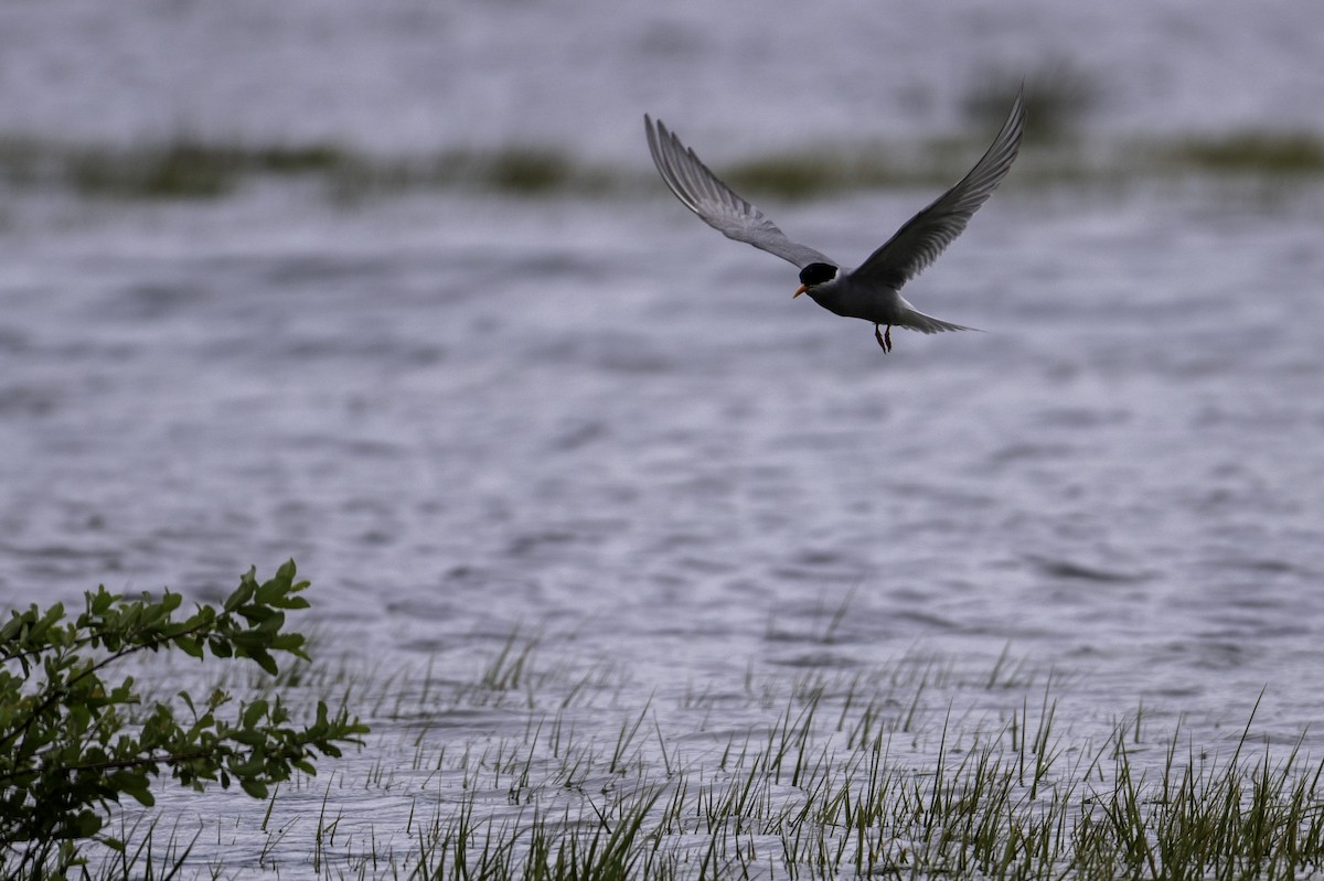 Black-fronted Tern - ML646105680