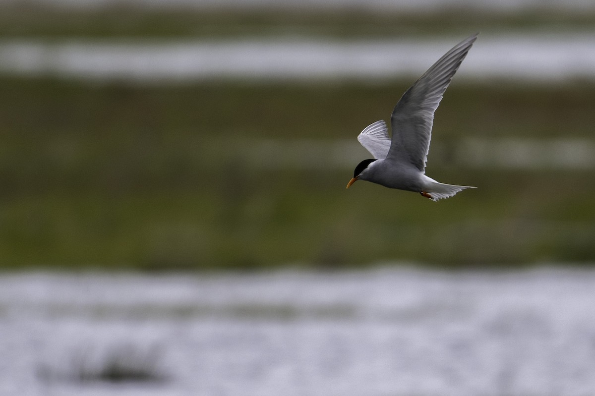Black-fronted Tern - ML646105681