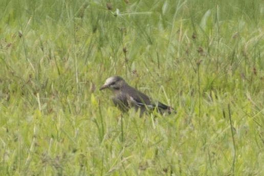 Red-billed Starling - ML646105689