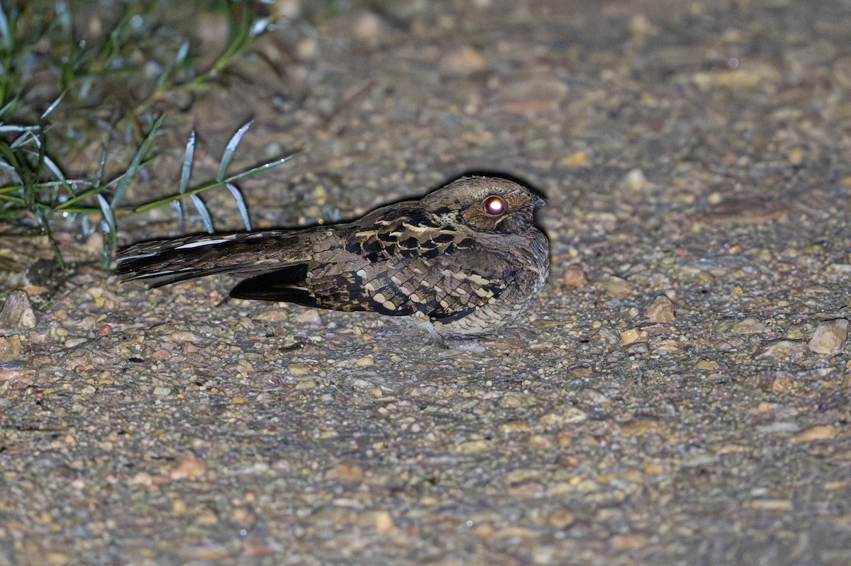 Common Pauraque - ML646105699