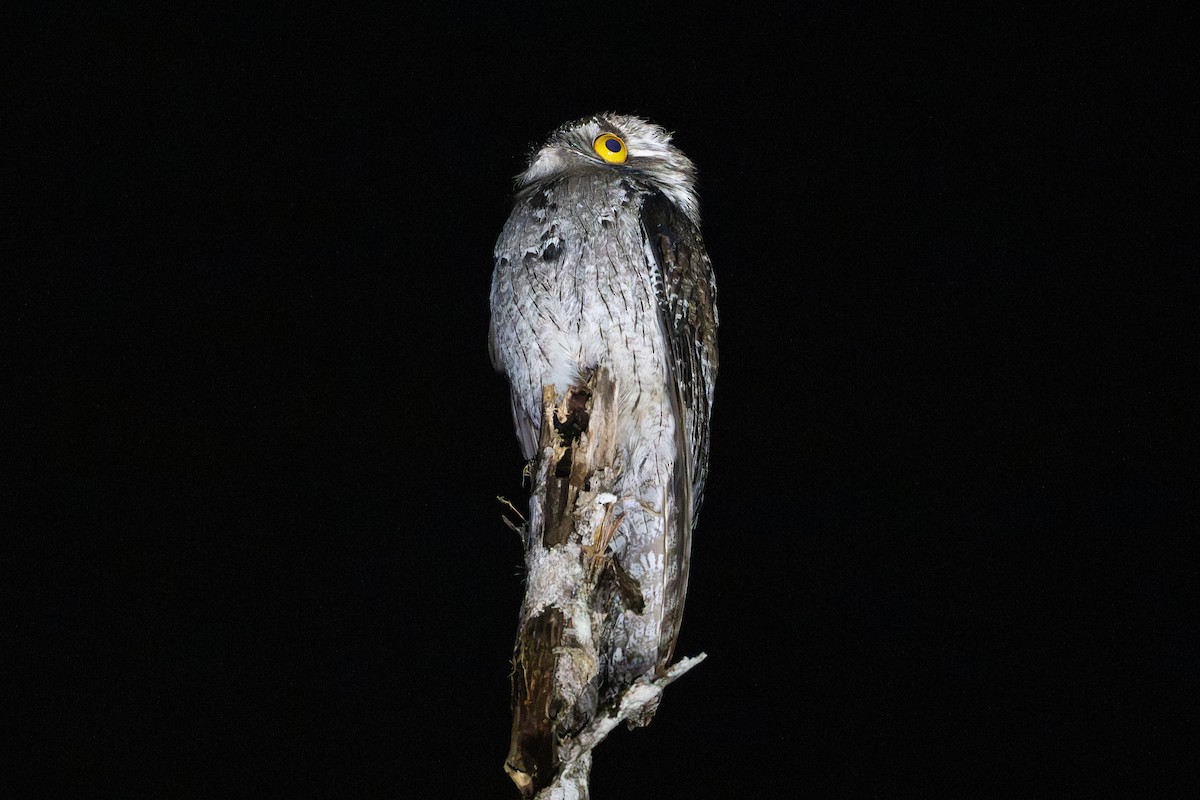 Northern Potoo - ML646105700