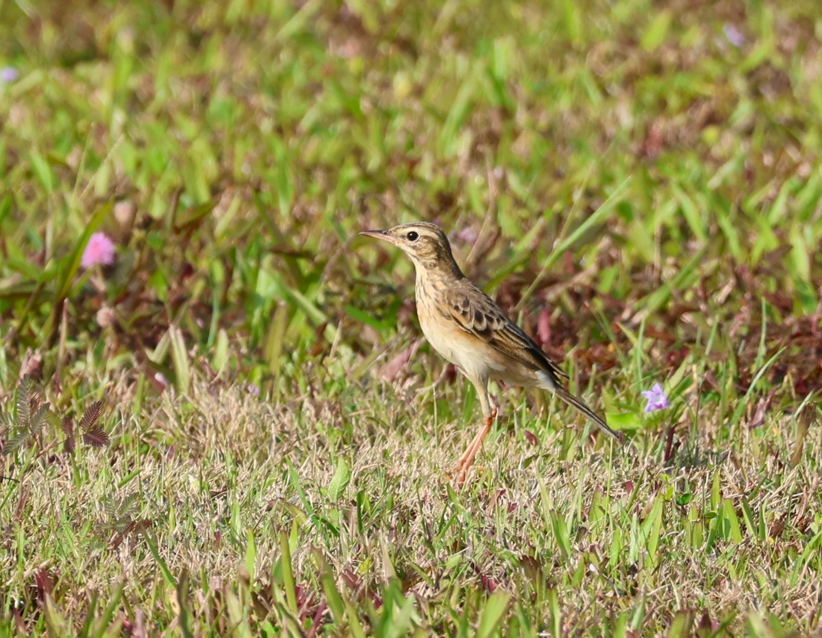 Paddyfield Pipit - ML646105705