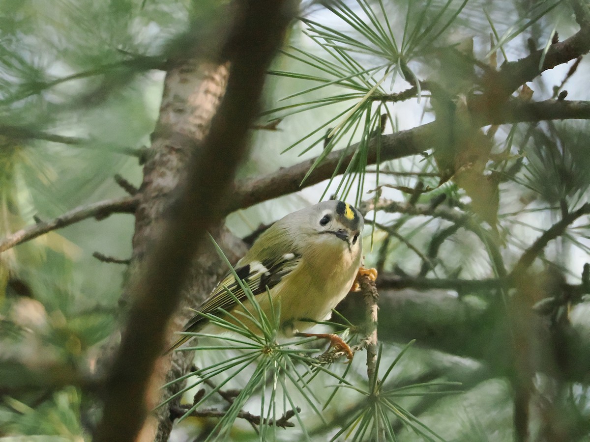 Goldcrest - ML646105710