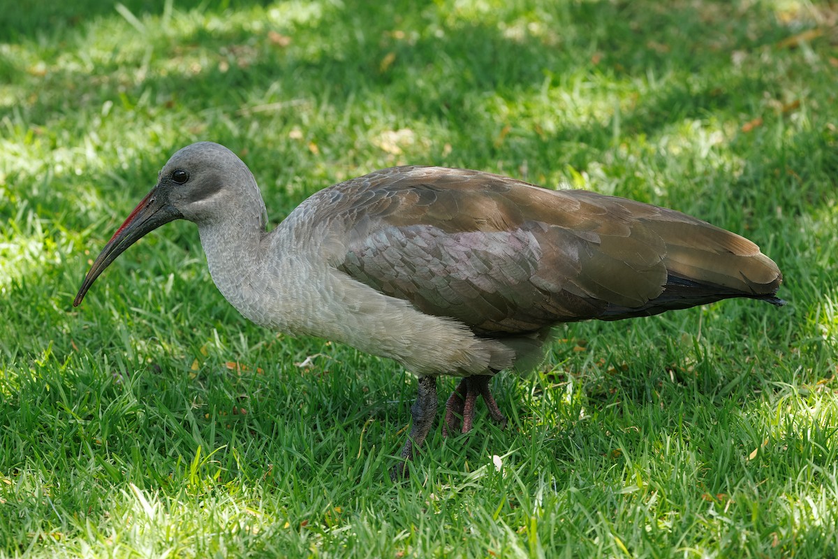 Hadada Ibis - ML646105716