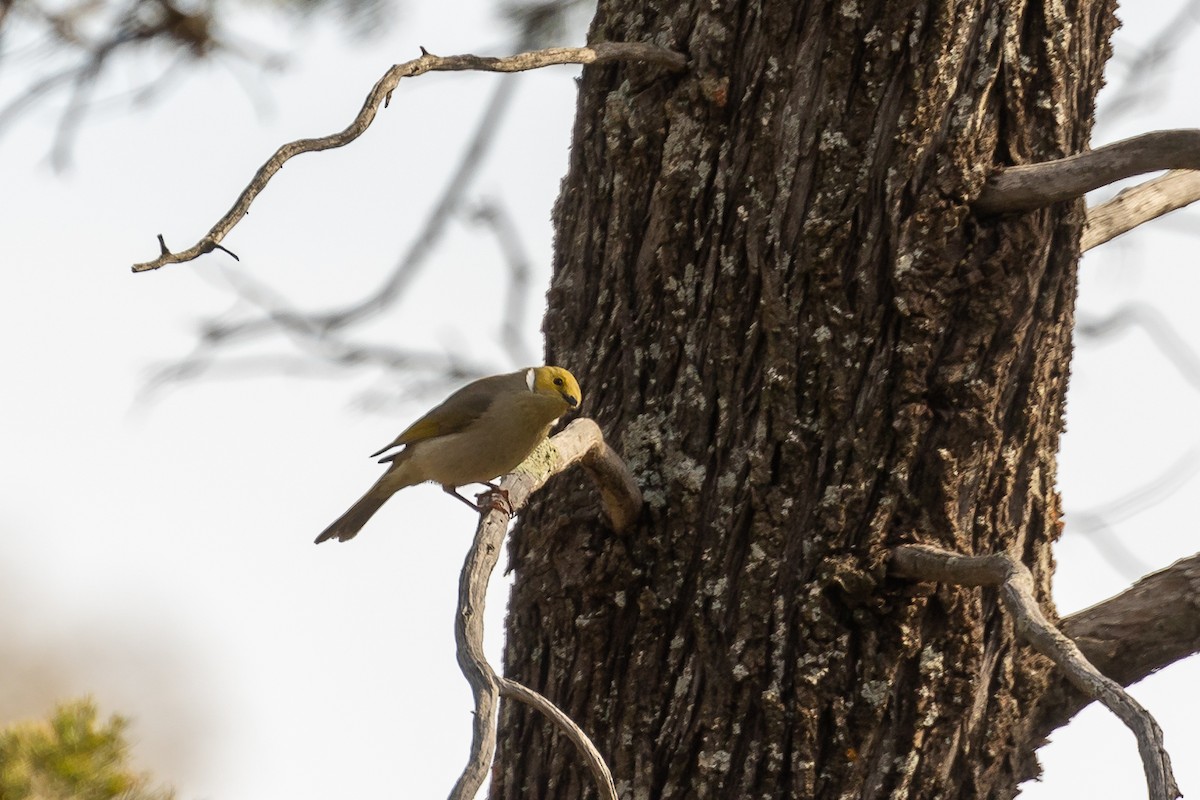 White-plumed Honeyeater - ML646105718