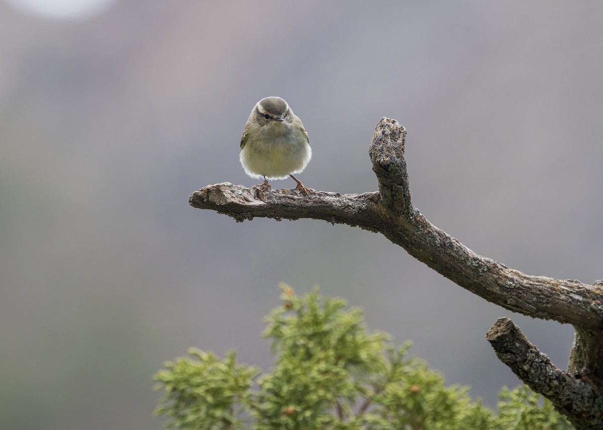 Hume's Warbler - ML646105724