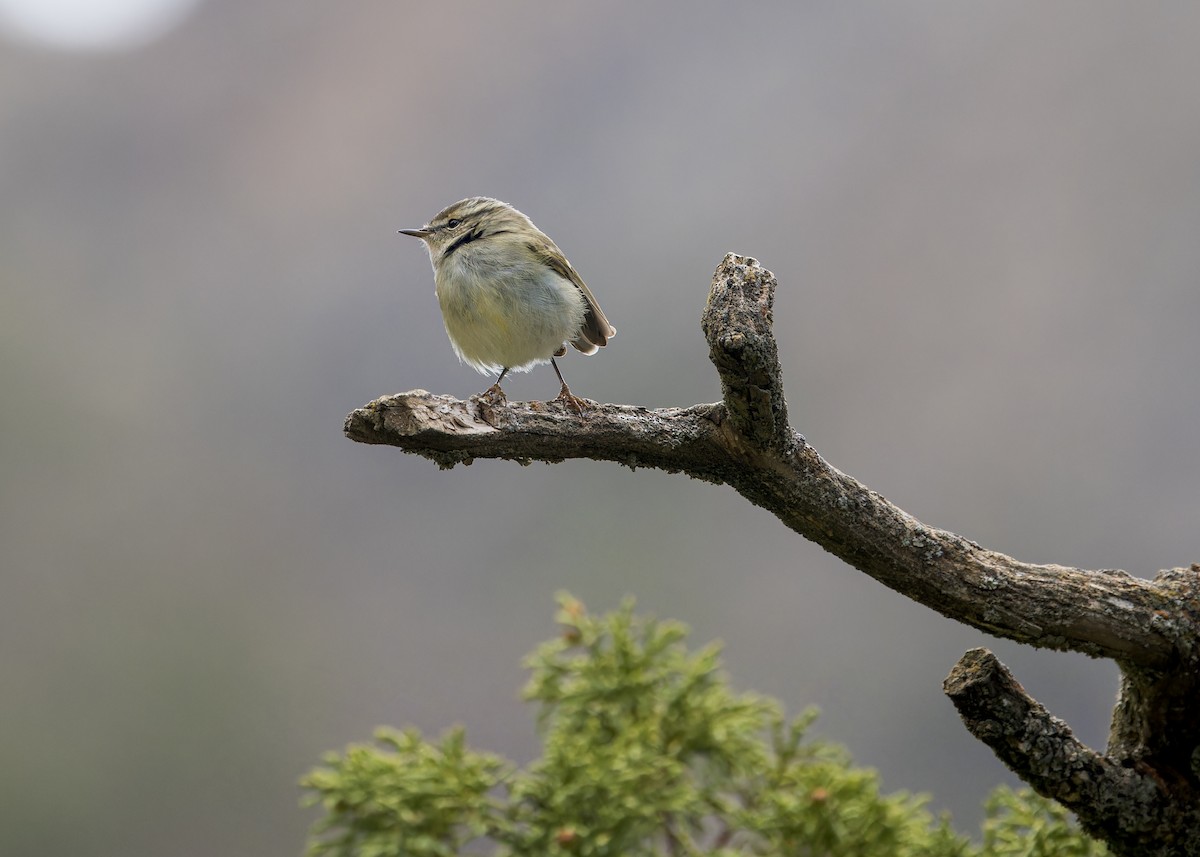 Hume's Warbler - ML646105725