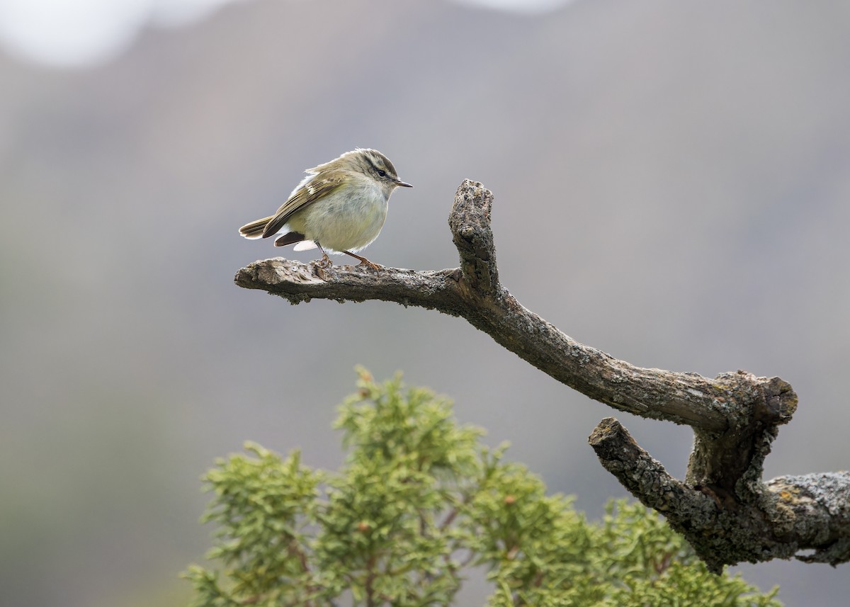 Hume's Warbler - ML646105728