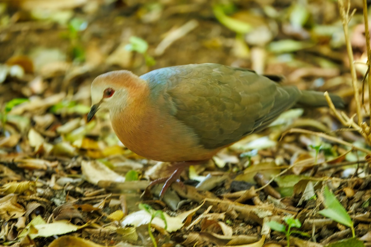 Lemon Dove - ML646105734