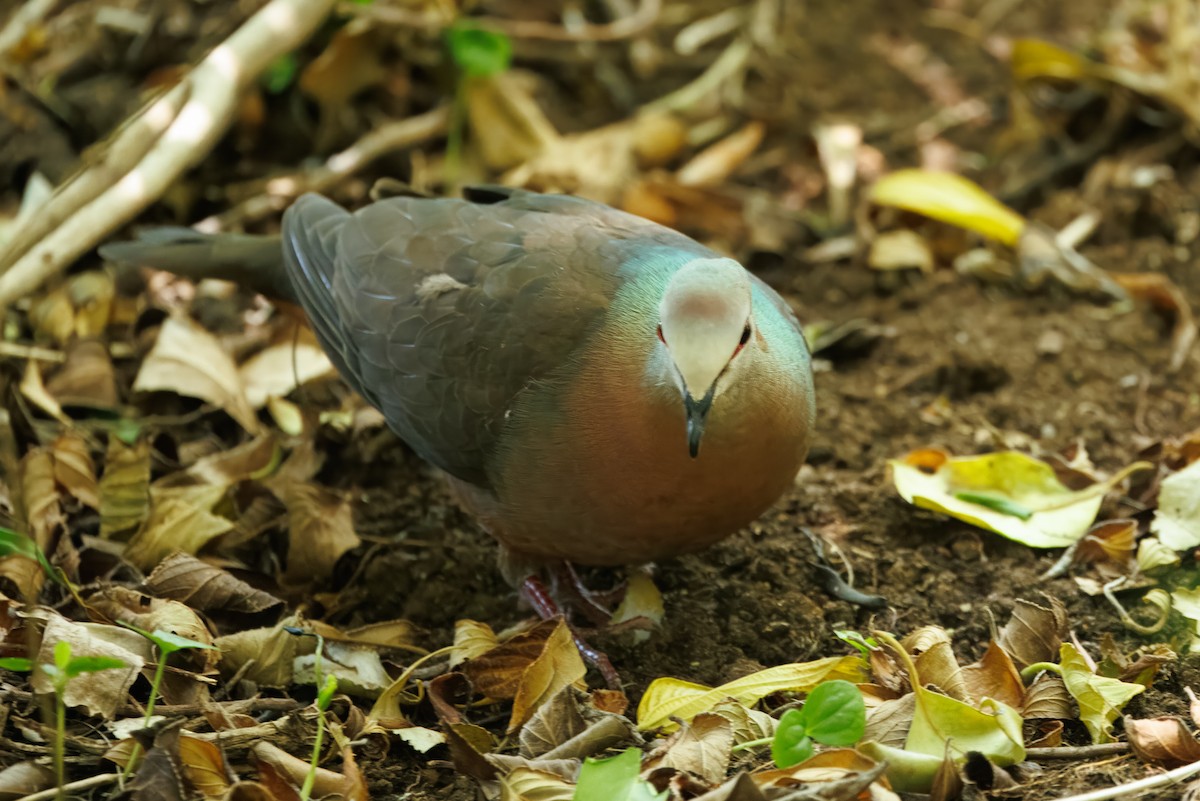 Lemon Dove - ML646105737