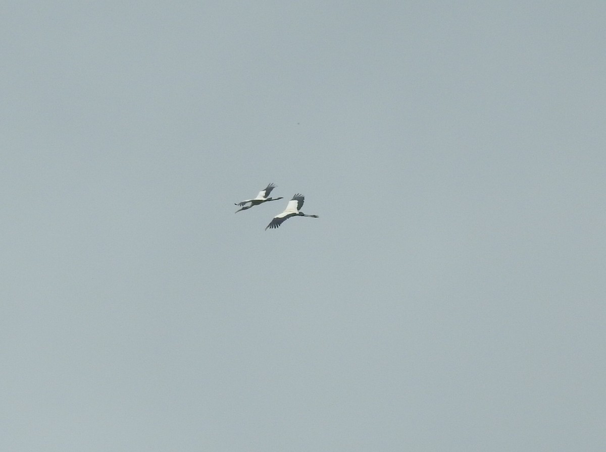 Wood Stork - ML646105738