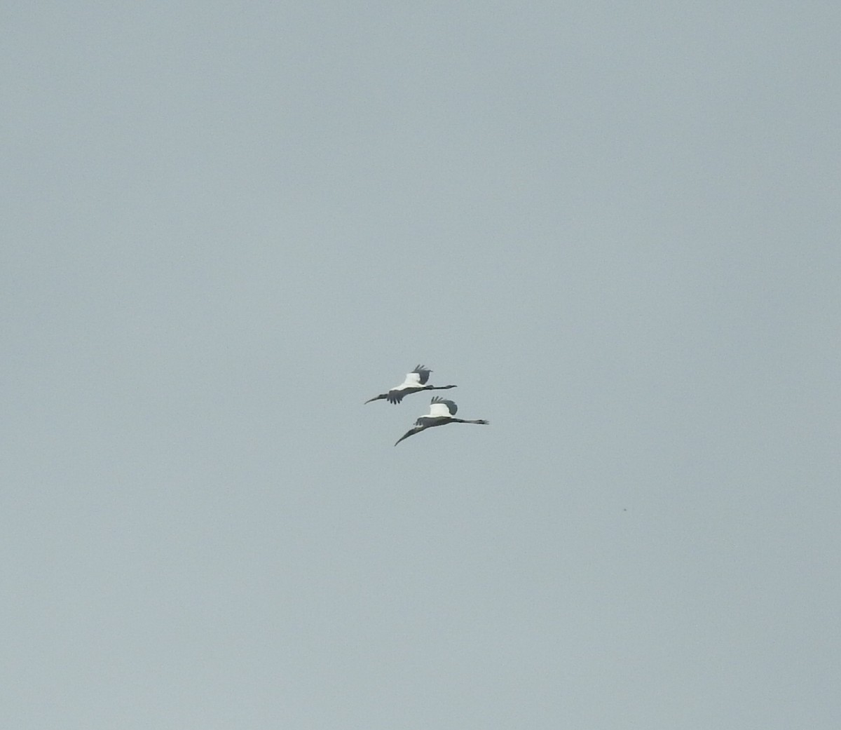 Wood Stork - ML646105739