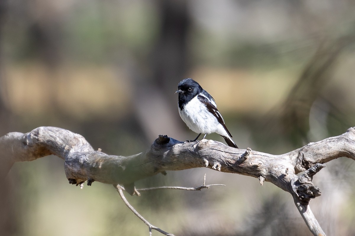 Hooded Robin - ML646105741