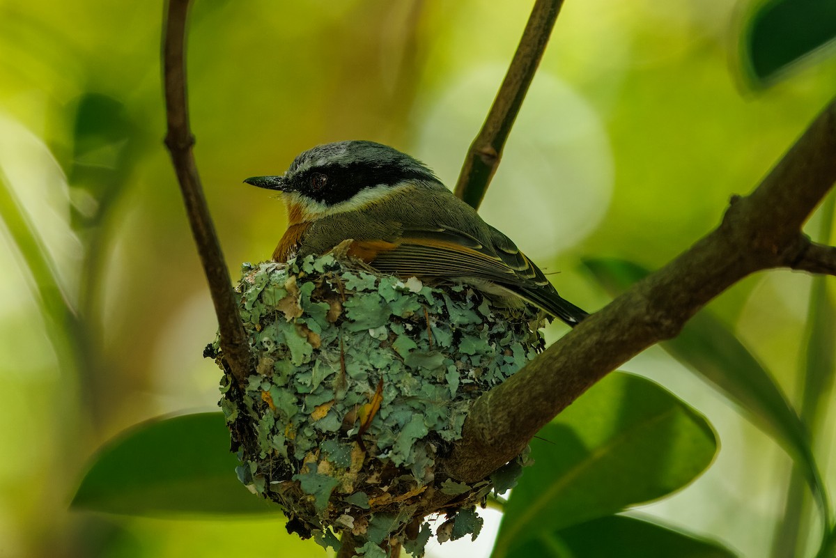 Cape Batis (Cape) - ML646105742