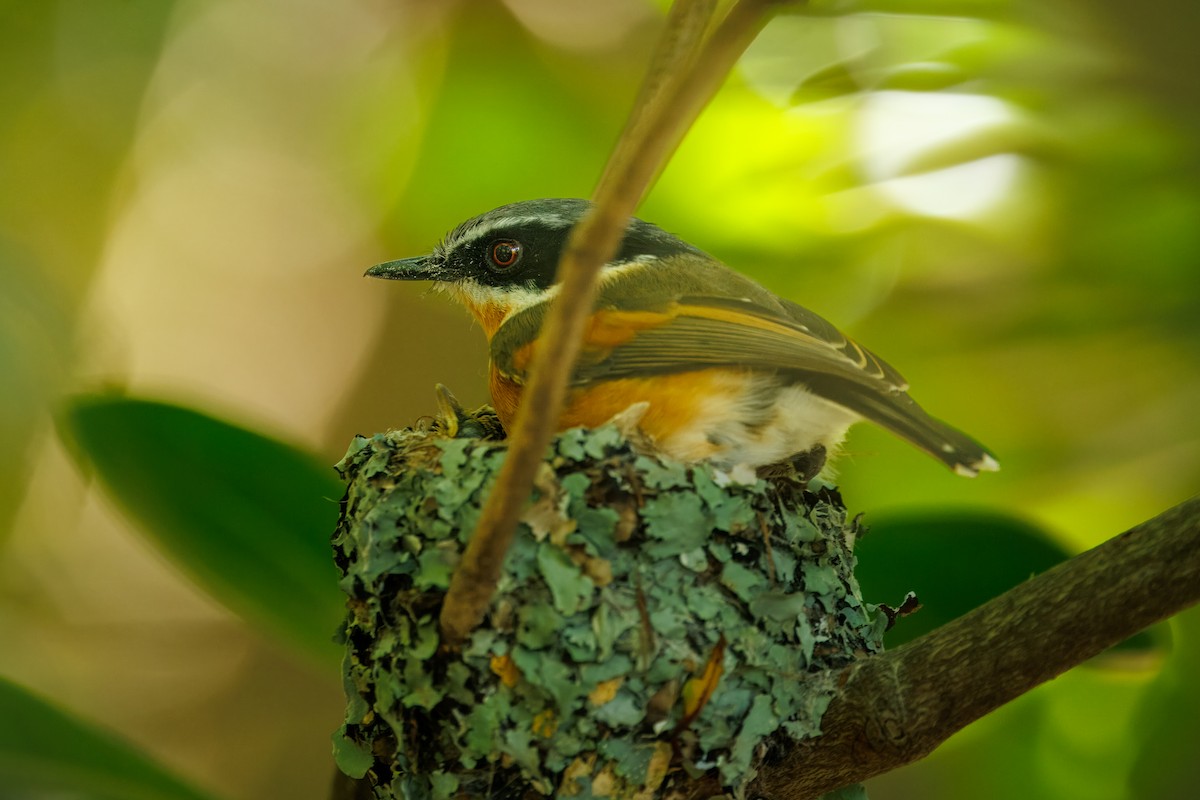 Cape Batis (Cape) - ML646105744