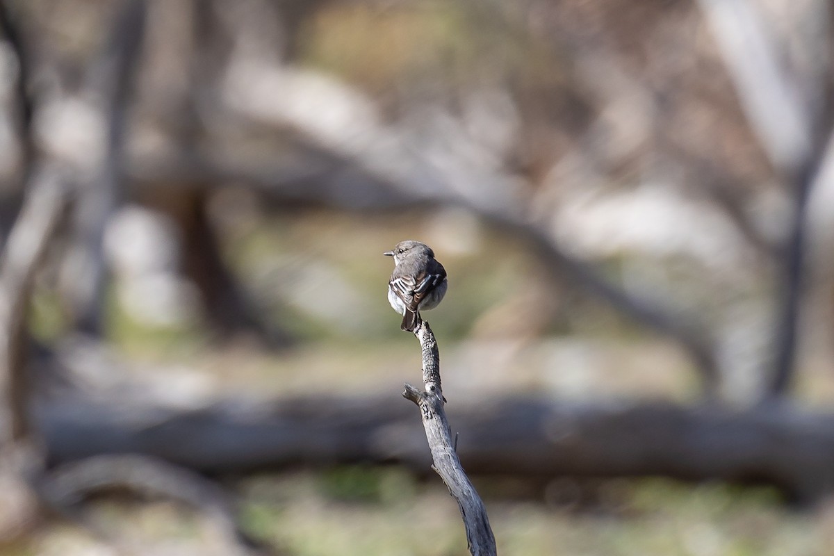Hooded Robin - ML646105747