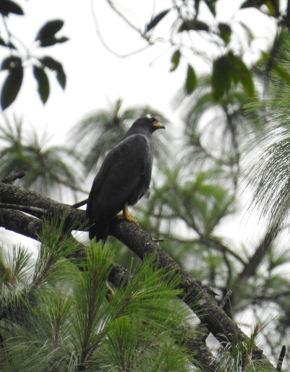 Common Black Hawk (Common) - ML646105748