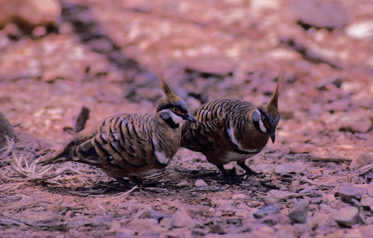 Spinifex Pigeon - ML646105751