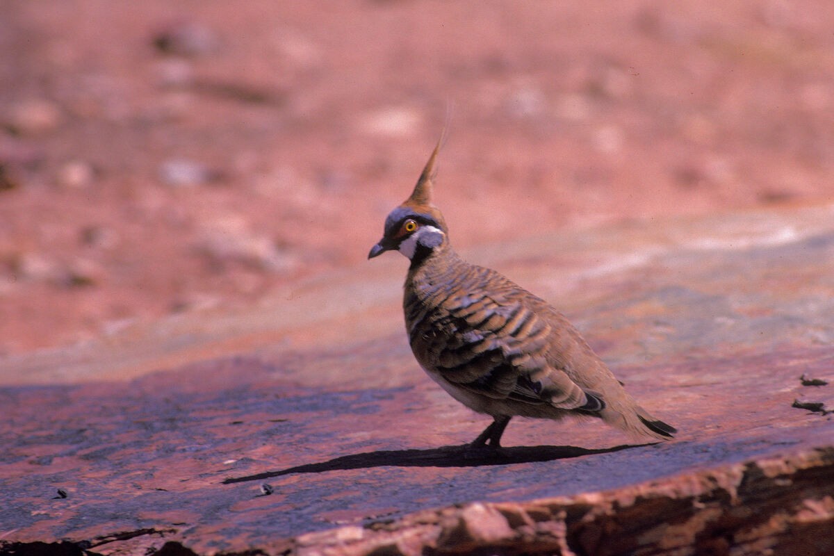 Spinifex Pigeon - ML646105753