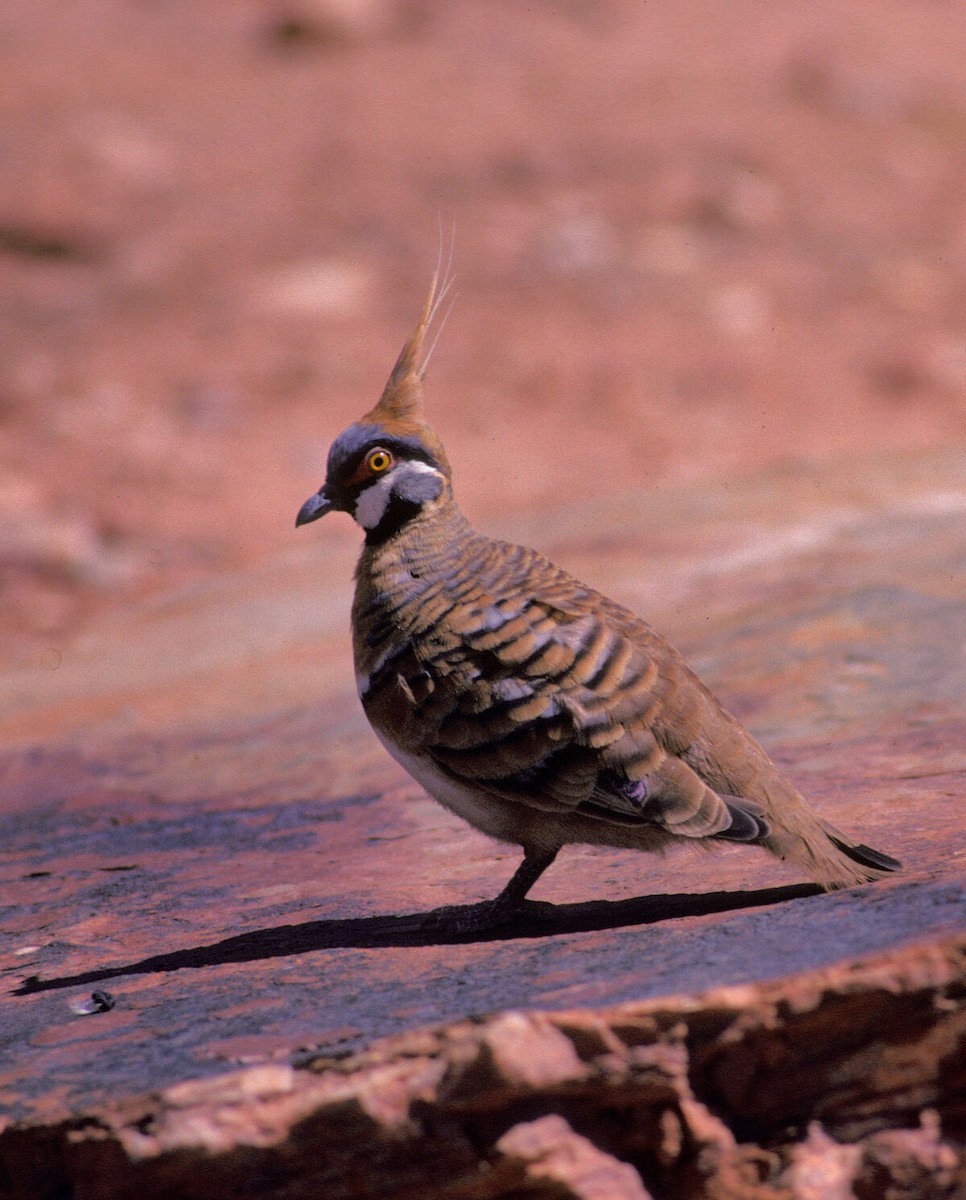 Spinifex Pigeon - ML646105755