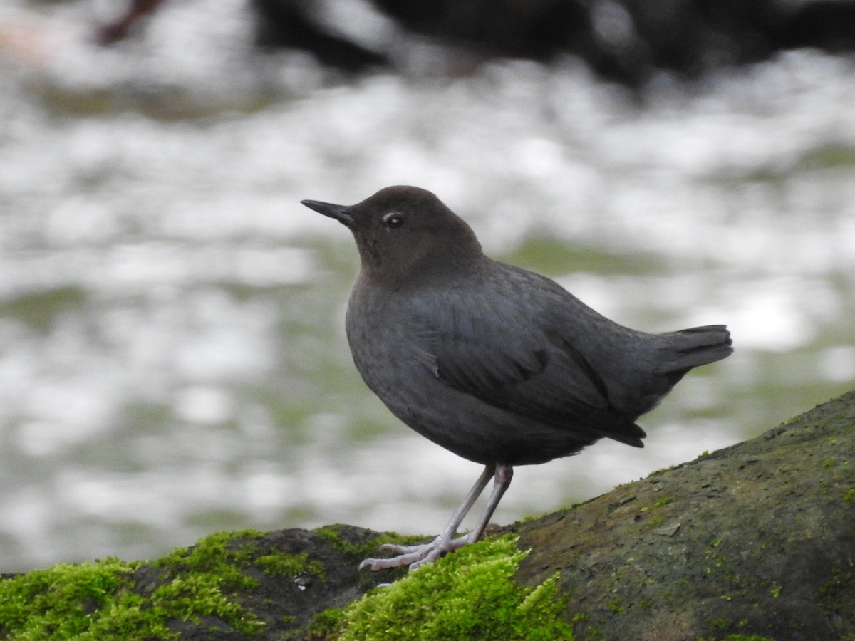 American Dipper - ML646105766