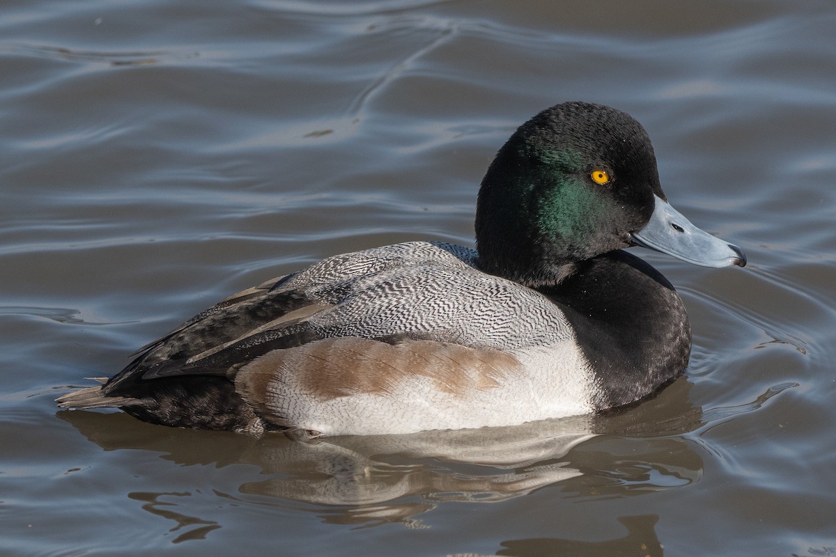Greater Scaup - ML646105767