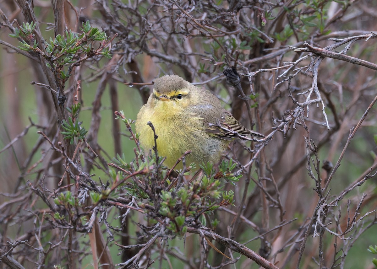 Tickell's Leaf Warbler (Alpine) - ML646105775