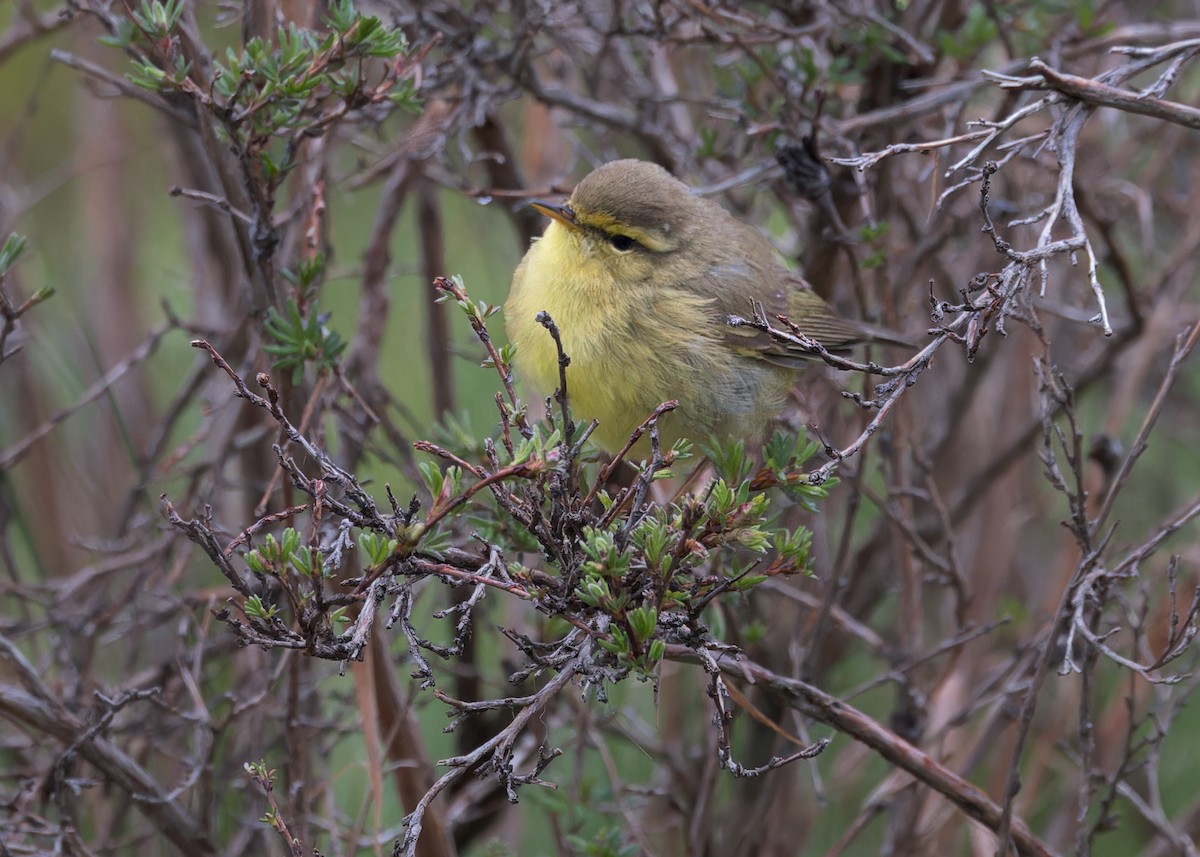Tickell's Leaf Warbler (Alpine) - ML646105776