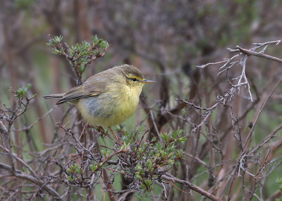 Tickell's Leaf Warbler (Alpine) - ML646105777