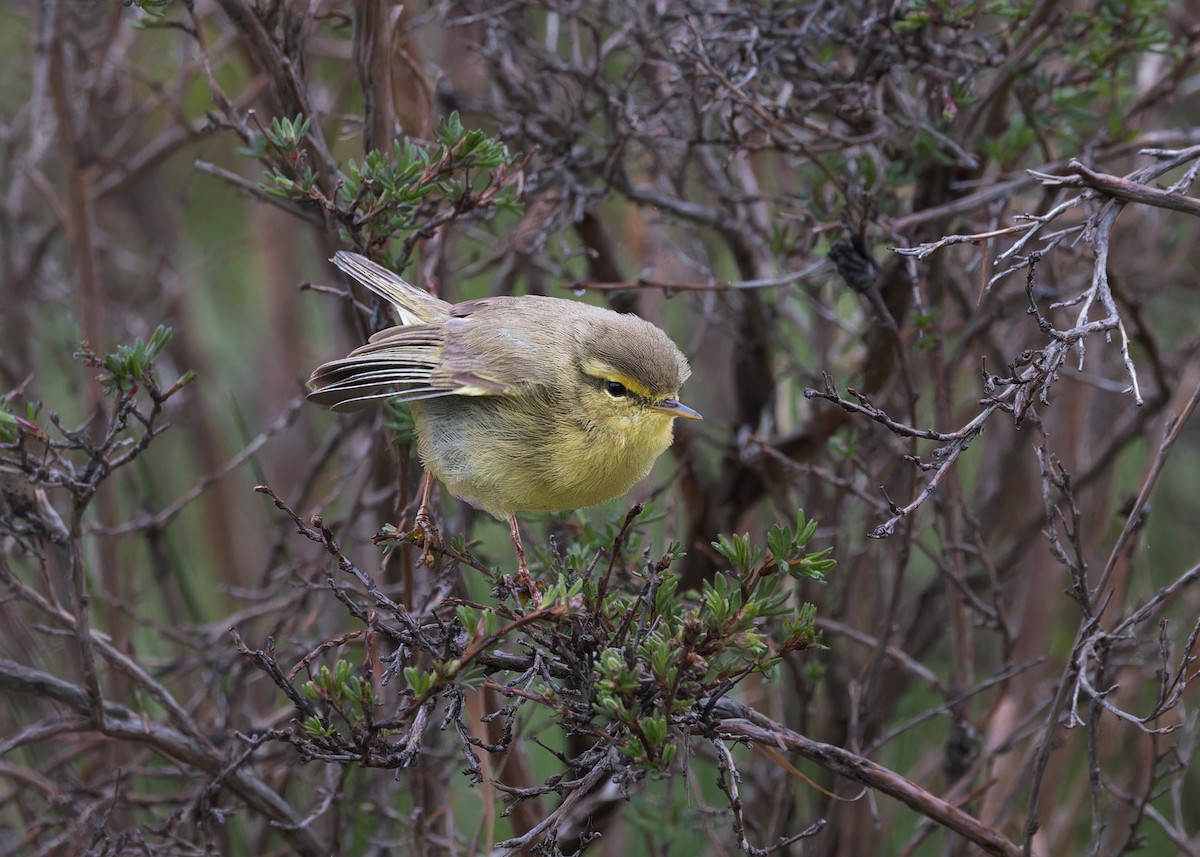 Tickell's Leaf Warbler (Alpine) - ML646105778