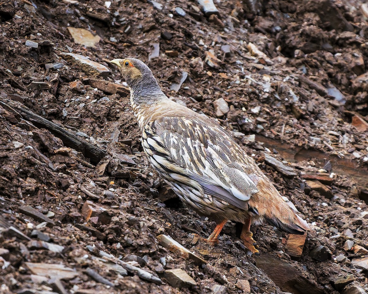 Tibetan Snowcock - ML646105780
