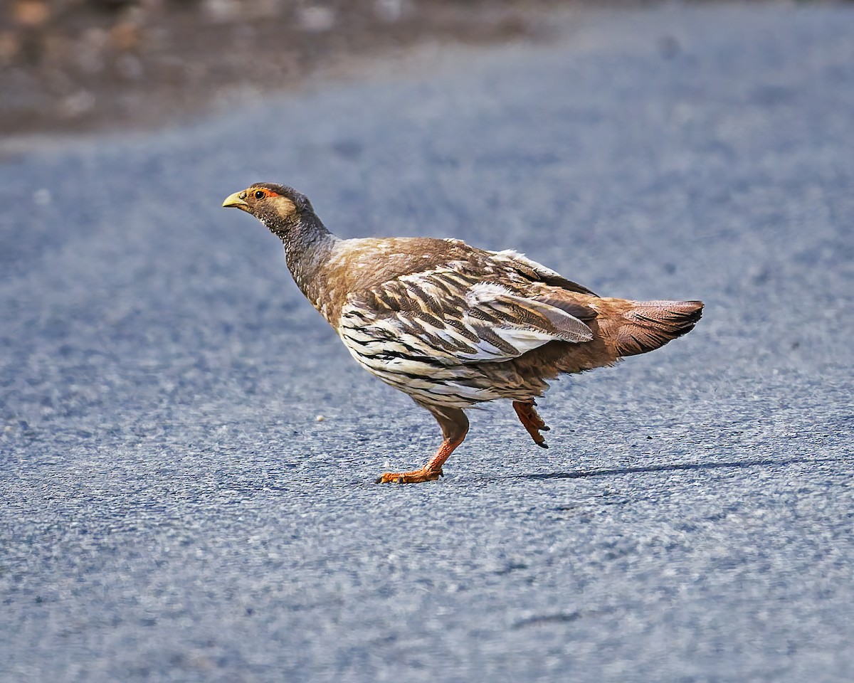 Tibetan Snowcock - ML646105786