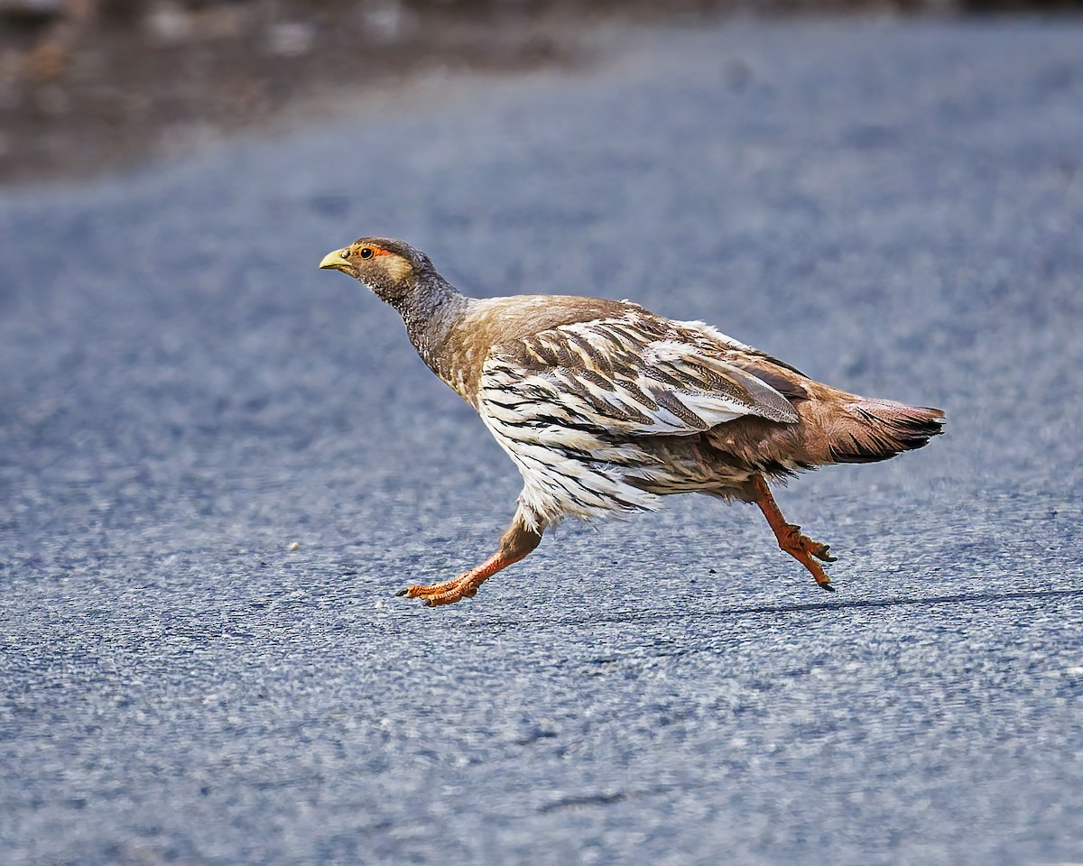 Tibetan Snowcock - ML646105788