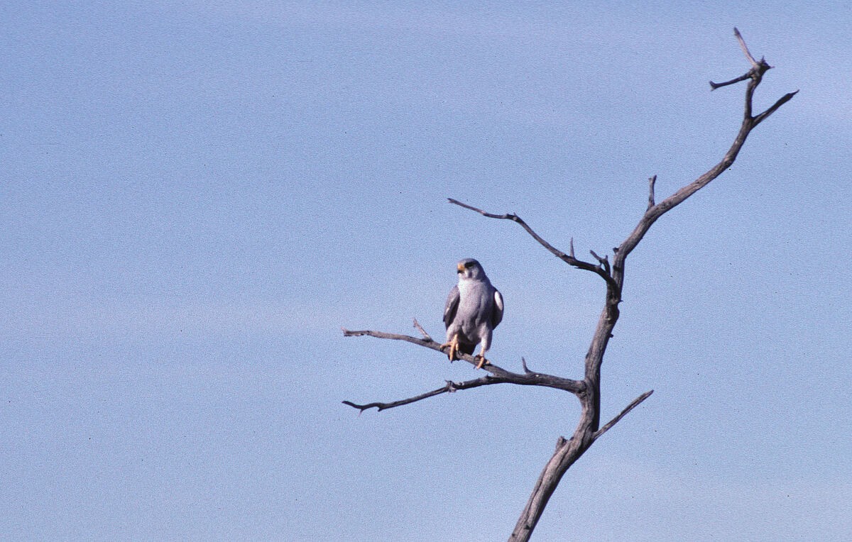 Halcón Gris - ML646105790