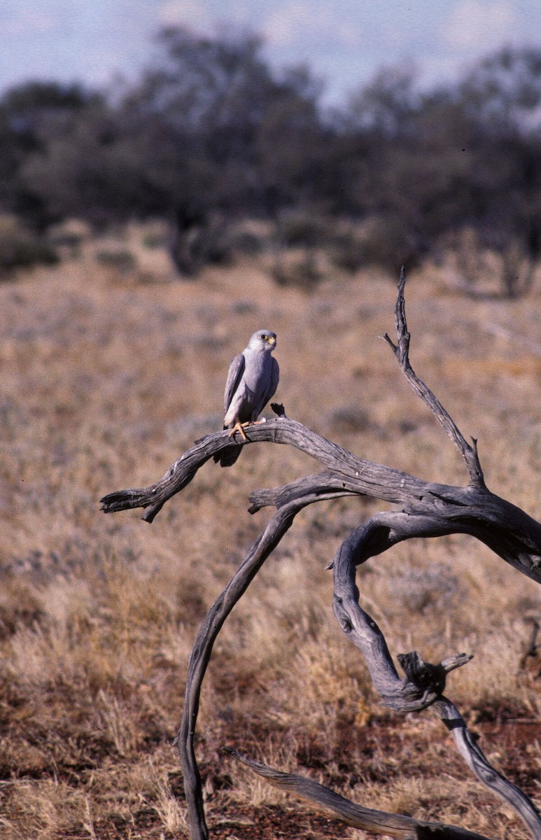 Halcón Gris - ML646105791
