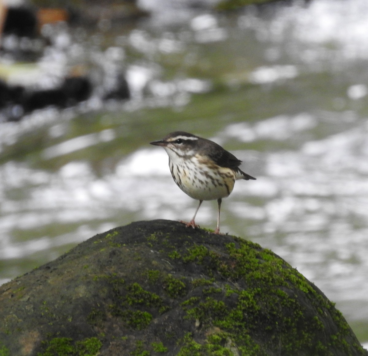 Louisiana Waterthrush - ML646105793