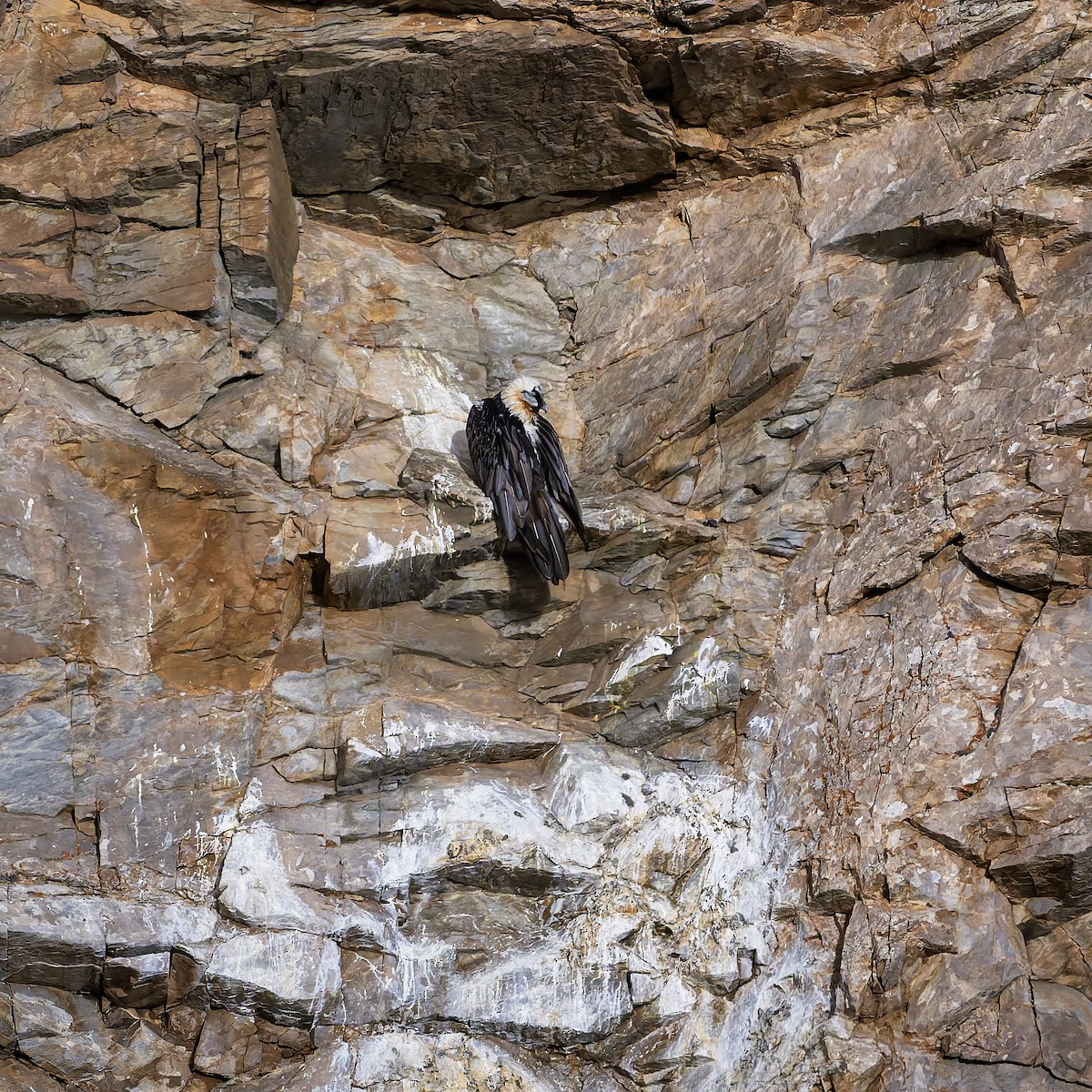 orlosup bradatý - ML646105795